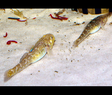 mâle et femelle Chlamydogobius eremius