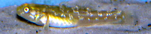 Chlamydogobius eremius