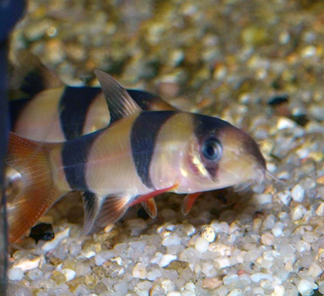 Chromobotia macracanthus