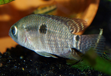 Cichlasoma portalgrense