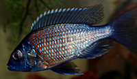 Copadichromis borleyi