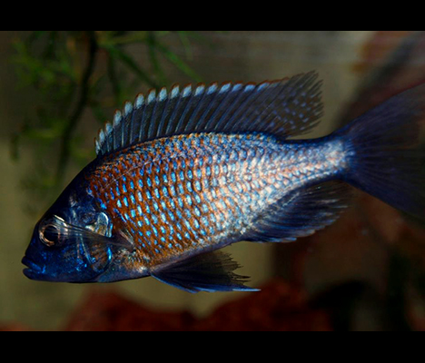 Copadichromis borleyi