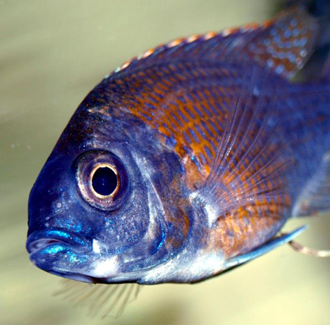 Copadichromis borleyi