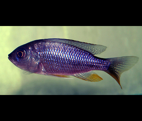 Copadichromis borleyi