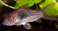 Corydoras habrosus