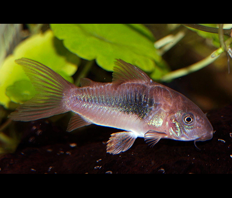 Corydoras aeneus