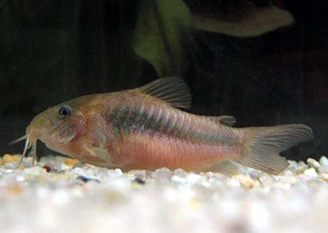 Corydoras aenus