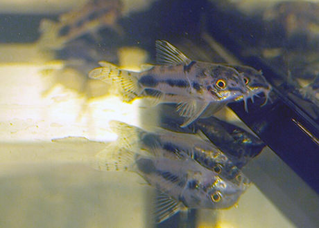 Corydoras habrosus