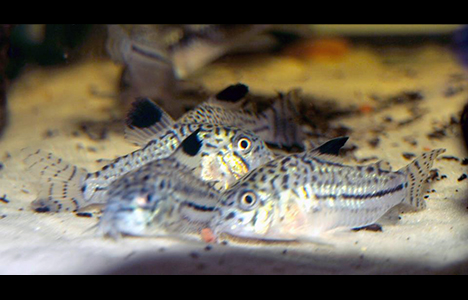 corydoras julii