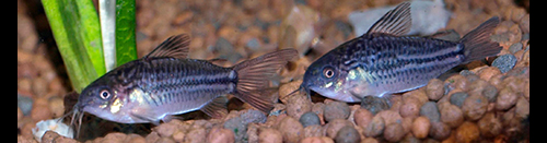 Corydoras nanus