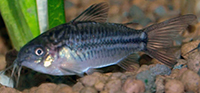 corydoras nanus