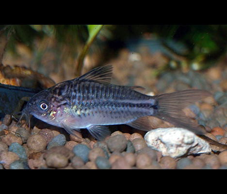 Corydoras nanus