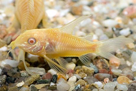 Corydoras paleatus albinos