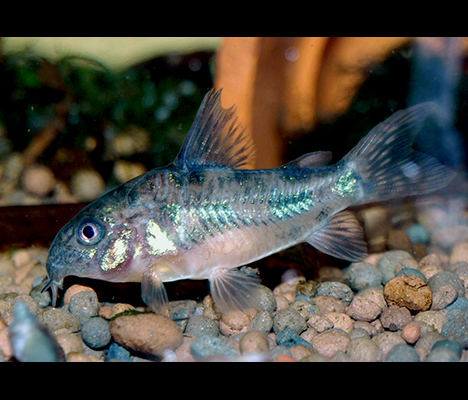 corydoras paleatus