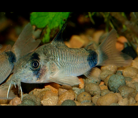 groupe de Corydoras panda