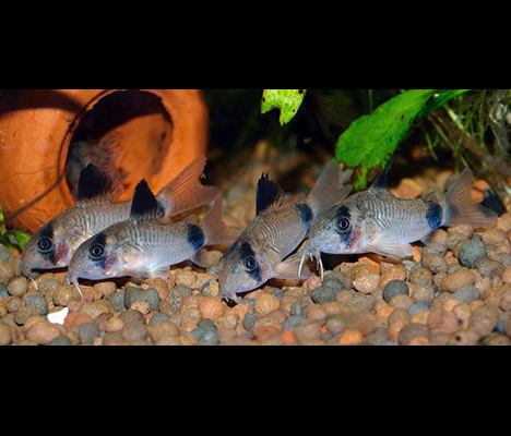 banc de Corydoras panda