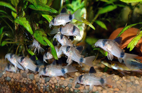 groupe de Corydoras panda