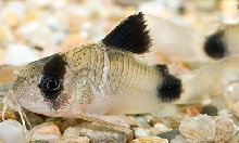 Corydoras panda