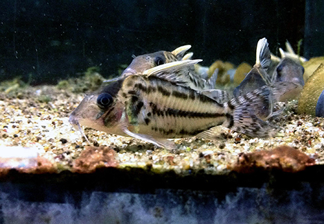 Corydoras pulcher