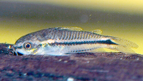 corydoras pygmaeus