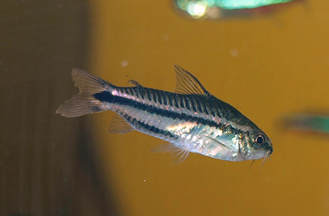 Corydoras pygmaeus