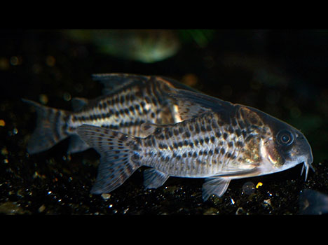 corydoras schwartzi