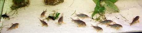 corydoras sterbai en banc