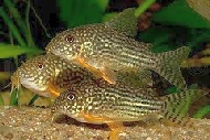 corydoras sterbai