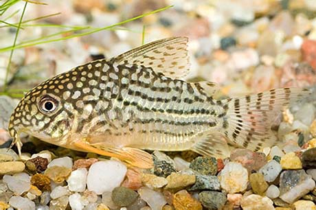 Corydoras sterbai