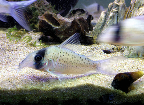 Corydoras sychri