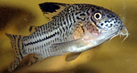 corydoras trilineatus