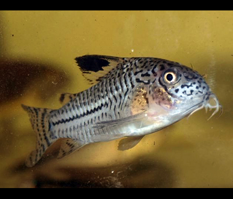 Corydoras trilineatus