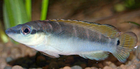 Crenicichla compressiceps