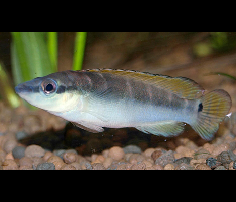 Crenicichla compressiceps