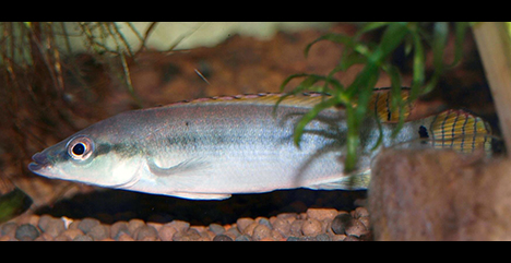 Crenicichla compressiceps