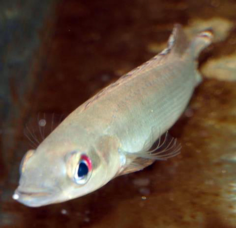 Crenicichla regani