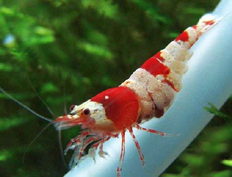 caridina crystal red femelle pleine 