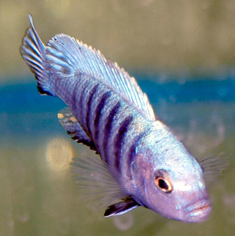 Cynotilapia afra femelle