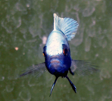 Cynotilapia afra