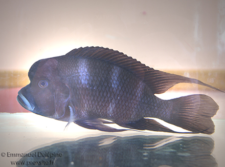 Cyphotilapia frontosa