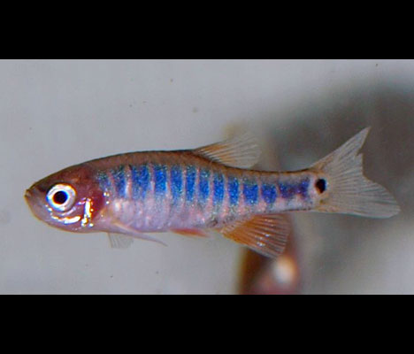 Danio erythromicron