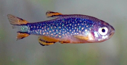 Danio margaritatus