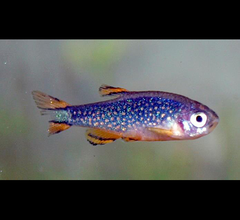 danio margaritatus