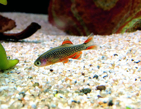 Danio margaritatus