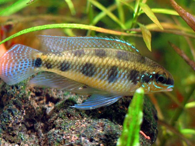 Dicrossus maculatus