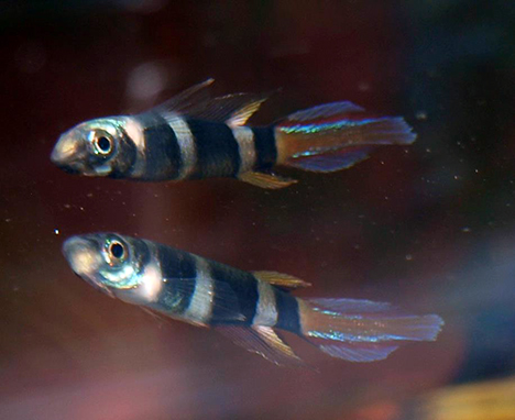 Epiplatys annulatus mâle