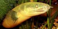 Erpetoichthys calabaricus