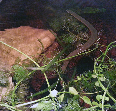 polypterus senegalus