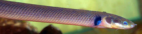 Erpetoichthys calabaricus