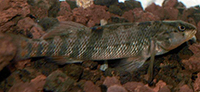 Etheostoma caeruleum